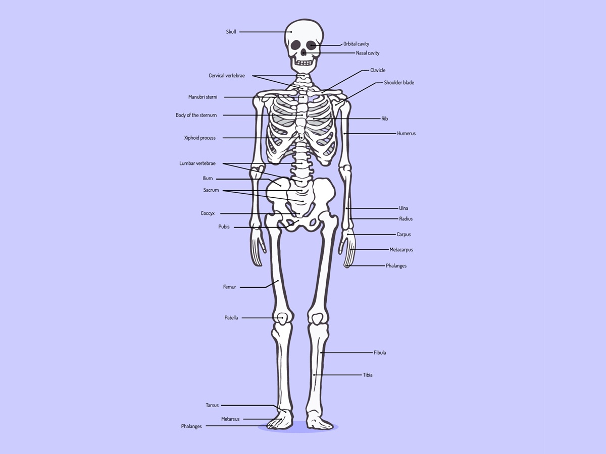 What happens to your body when you break a bone? - Accident Injury Network